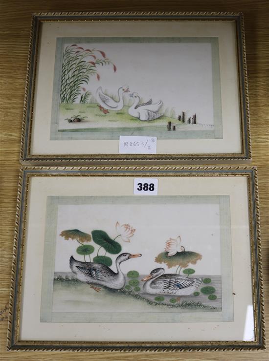 Chinese School, gouache on pith paper, Studies of water birds 14 x 21cm